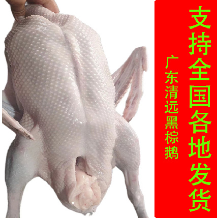 佛山广东清远黑宗鹅，新鲜现杀，光鹅  专用烧鹅原材料    商用