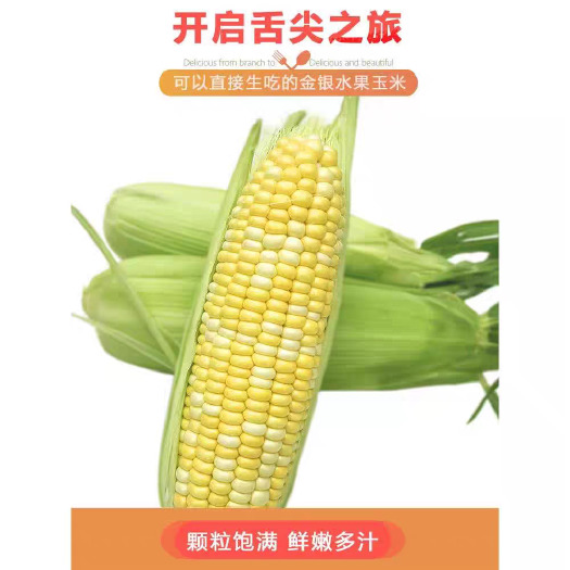彭州市新鲜采摘现货直发金银水果玉米金银双色玉米花甜玉米
