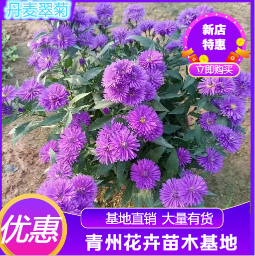 青州市丹麦翠菊