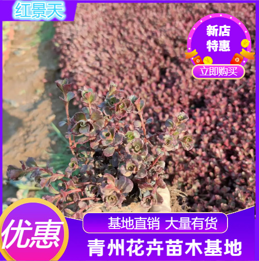 青州市红景天，又叫胭脂红，小球玫瑰，基地直销，量大，质量好价格低