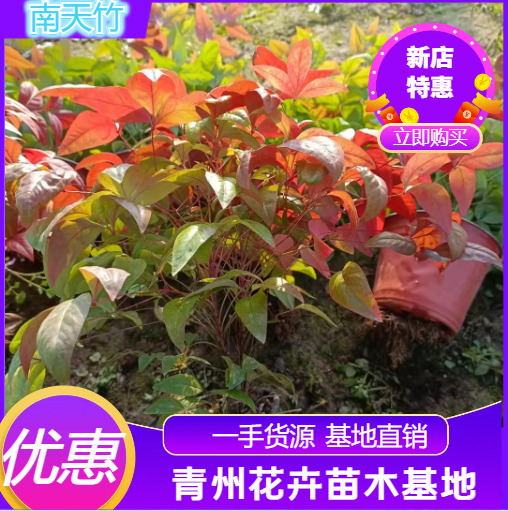 青州市南天竹，有火焰南天竹， 红宝石南天竹，普通南天竹