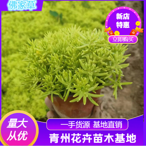 青州市佛甲草，黄金条基地直销量大