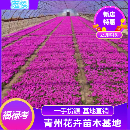 青州市丛生福禄考 芝樱又叫福禄考，有四个颜色，大红玫红，紫色，白色