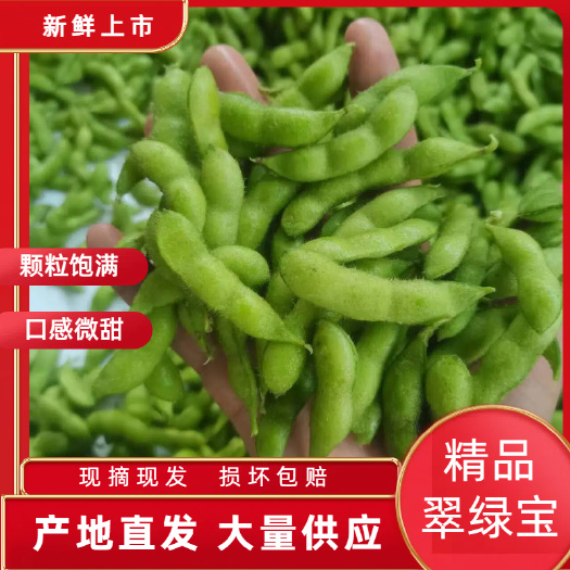 毛豆荚  精品毛豆蔬菜豆新鲜毛豆菜食毛豆产地实力代办服务全国