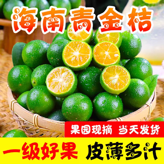 海口新鲜海南青金桔小金桔酸柠檬奶茶店专用小青柠1/3/5斤装整件