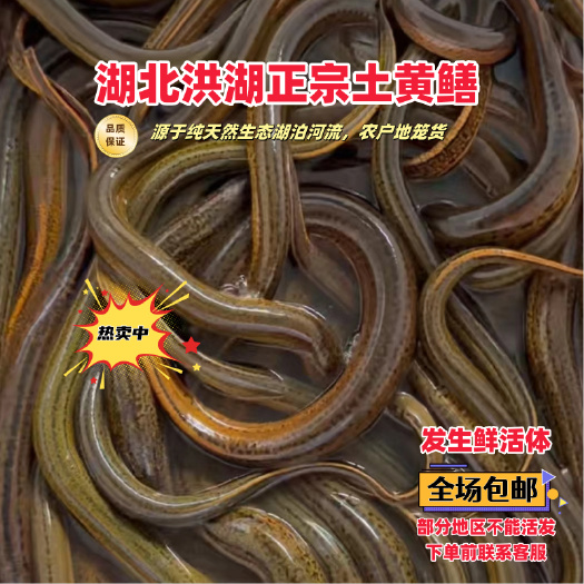 本地土黄鳝稻田鳝鱼外自然生长鲜活捕捞农户一手货源精挑货