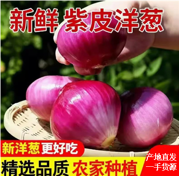 紫皮，红皮洋葱、产地直发，对接，加工厂【电商】商超、市场。