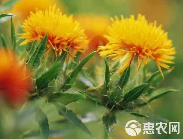 红花种子四季种植产量高红花种籽