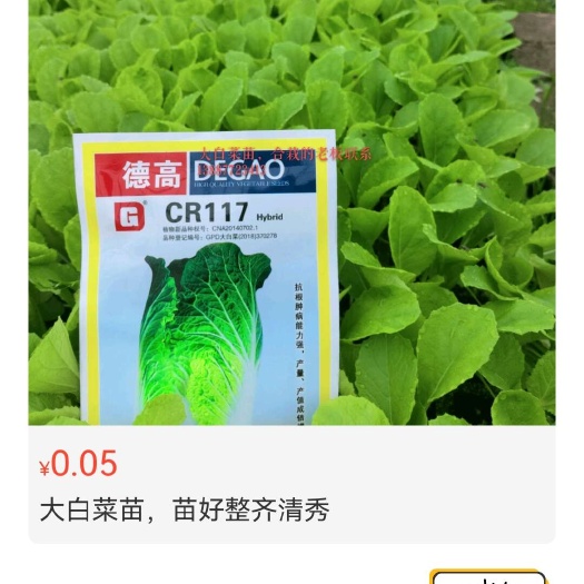 通海县白菜苗