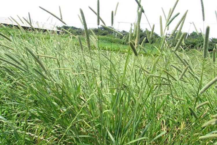 沭阳县提摩西草种子猫尾草梯牧草兔子豚鼠荷兰猪优质草多年生牧草种子