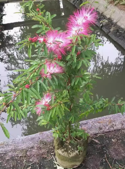 紅合歡種子紅花合歡合歡樹種子金合歡園林綠化樹苗種子絨花樹種子