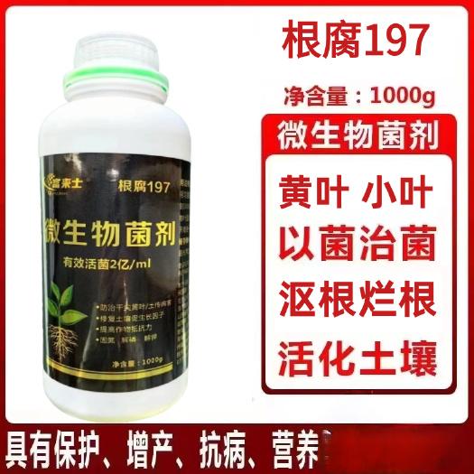 郑州预防大姜烂脖子小叶黄叶沤根烂根生根剂生根壮苗水溶肥微生物菌剂