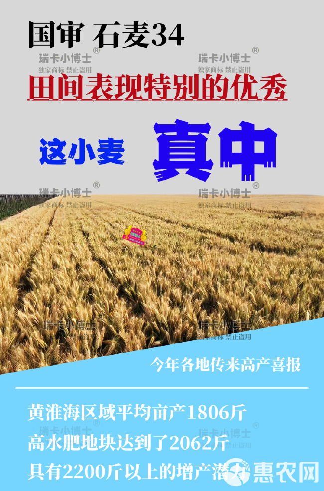 最新国审石麦34矮杆大穗大群体抗病抗寒抗旱高抗枯白穗抗穗发芽