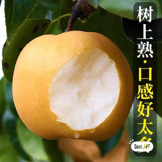 成都丰水梨