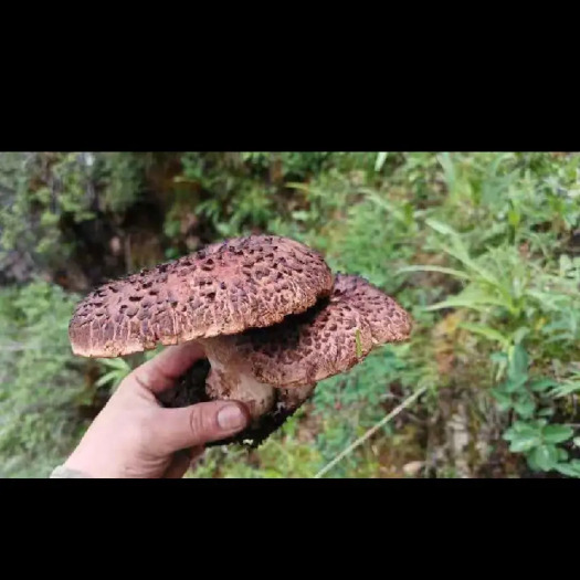 炉霍县虎掌菌