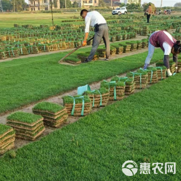 马尼拉草皮供应，欢迎电话咨询