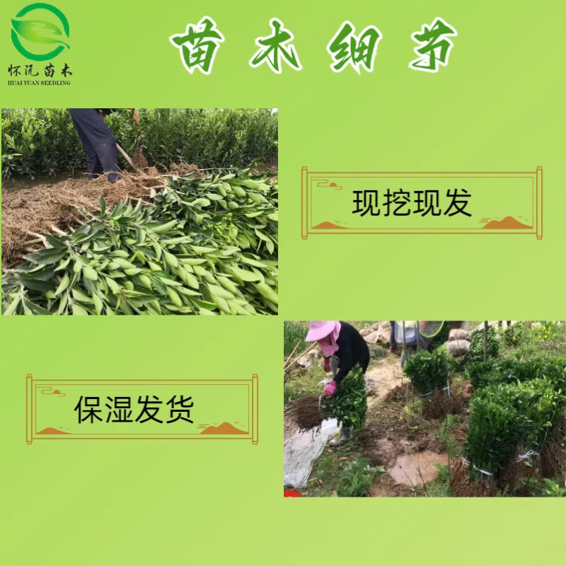 塔羅科血橙苗 臍橙苗 橙子苗 產(chǎn)地直銷【批發(fā)+零售】技術(shù)指導(dǎo)