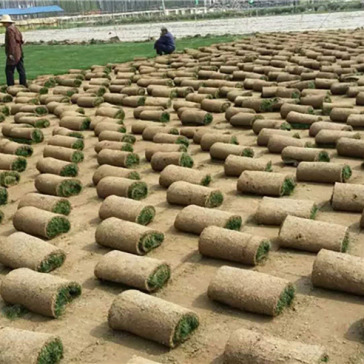平湖市马尼拉草皮供应，欢迎电话咨询