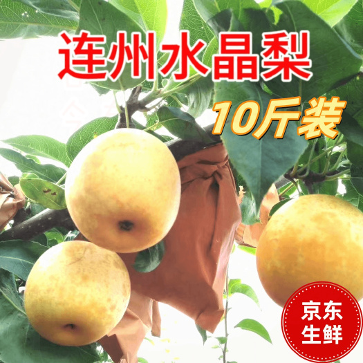 连州市10斤装包邮发京东快递冷链连州水晶梨翠冠梨飞花梨包脆甜无渣