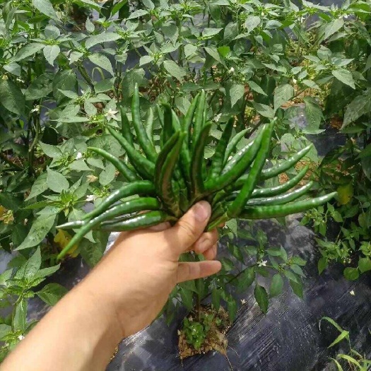 安顺朝天椒，青椒