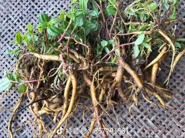 攀枝花糯米藤