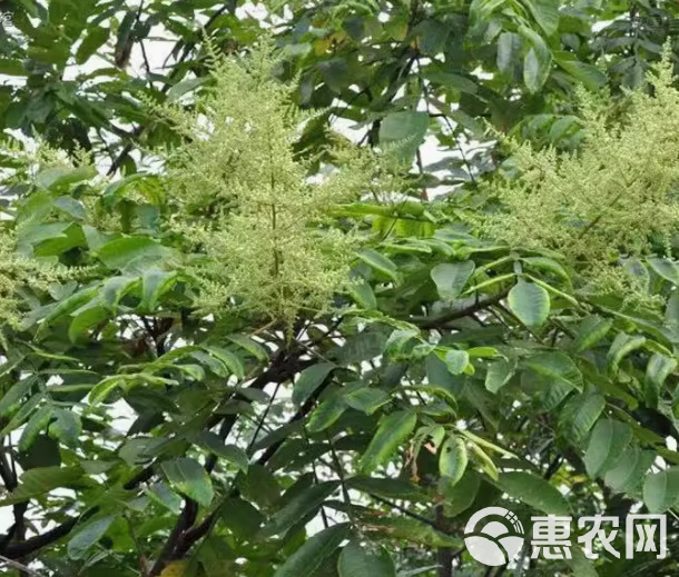 盐肤木种子护坡灌木种子蜜源树种子五倍子种子花木林木苗木种子