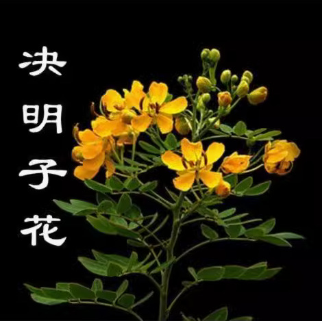 决明子种子灌木籽春夏秋播种简单易活堤坝护坡固土绿化种子