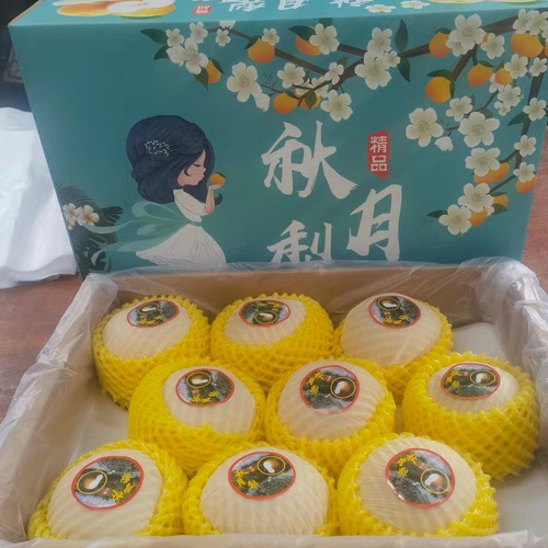 太和县秋月梨     基地直发