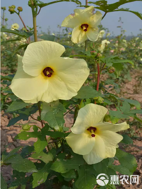 金花葵种子菜芙蓉野芙蓉观赏花卉耐热耐寒庭院花海盆景花草籽