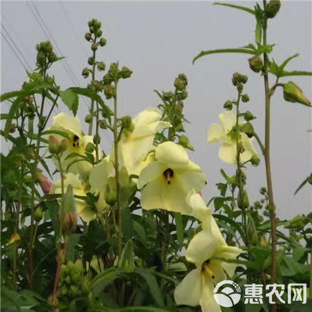 金花葵种子菜芙蓉野芙蓉观赏花卉耐热耐寒庭院花海盆景花草籽