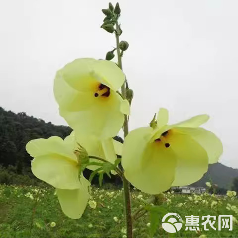 金花葵种子菜芙蓉野芙蓉观赏花卉耐热耐寒庭院花海盆景花草籽