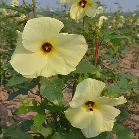 金花葵种子菜芙蓉野芙蓉观赏花卉耐热耐寒庭院花海盆景花草籽