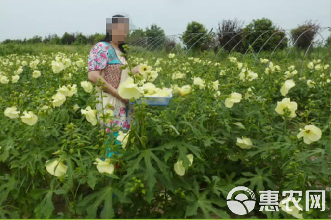 金花葵种子菜芙蓉野芙蓉观赏花卉耐热耐寒庭院花海盆景花草籽