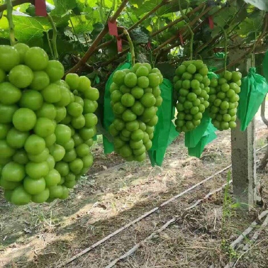 渭南阳光玫瑰