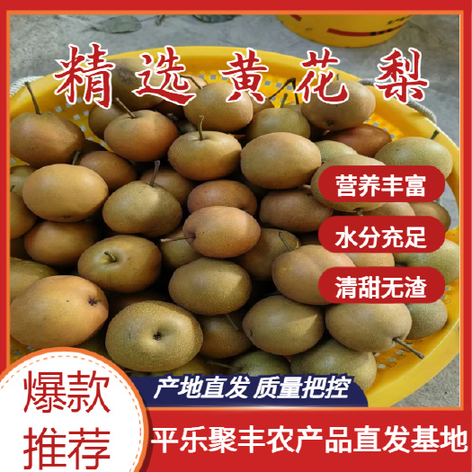 广西桂林万亩梨园
黄花梨大量上市，质量把控，诚信代办