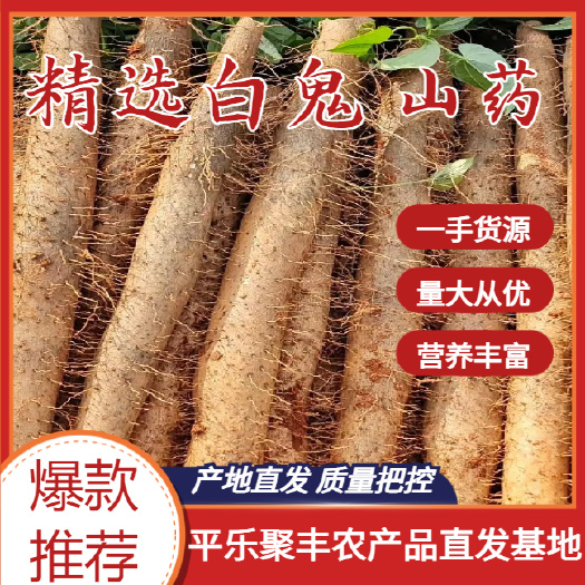 平乐县白鬼，黑鬼，滚地龙万亩种植基地，大量供应