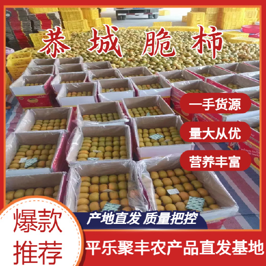 平乐县广西桂林产地脆柿大量上市，质量把控，一手货源，欢迎实地考察