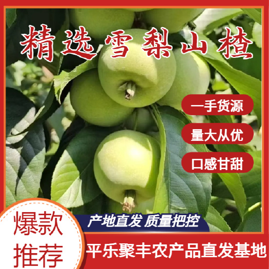 平乐县山楂产地大量供应，市场，电商，欢迎对接