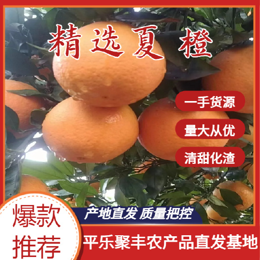 产地夏橙，市场，电商，大量供应，欢迎实地考察