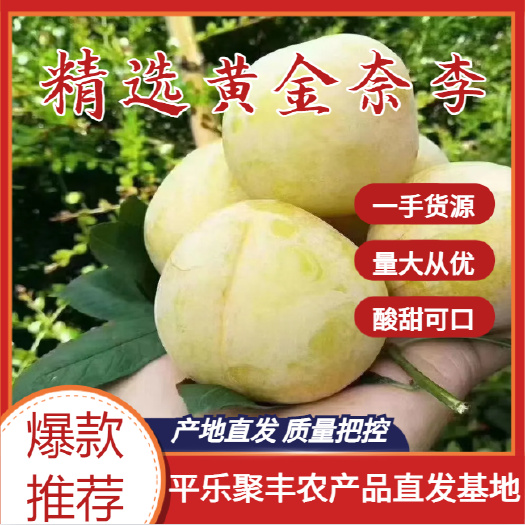 平乐县广西桂林产地黄金奈李，质量保证，欢迎砸单