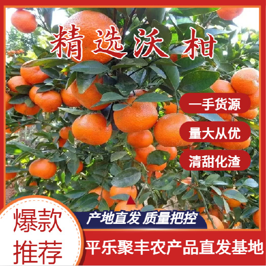 平乐县广西桂林沃柑基地直发，大量有货，需要抓紧时间联系我