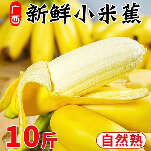 田东县广西小米蕉西贡蕉自然成熟现摘新鲜发货