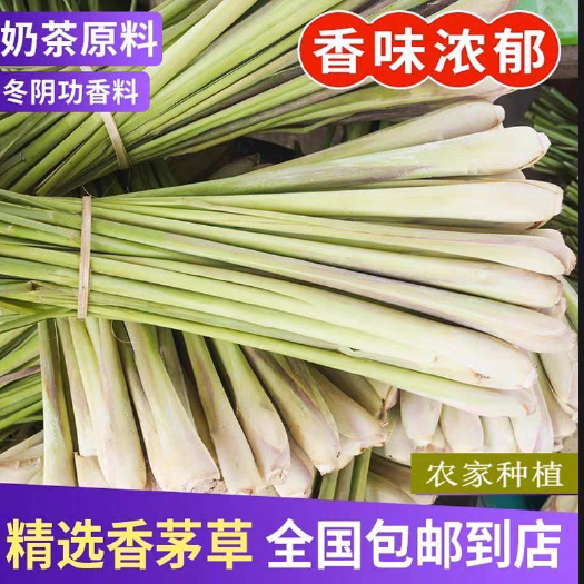 广东泰国香茅草500亩产地
调料奶茶香料榨汁火窝食用柠檬草