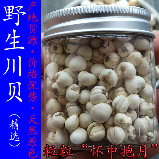 安国市川贝母 ！实拍图！包邮到家！止 咳 平喘！无硫新货