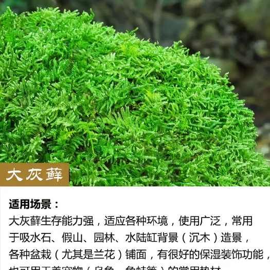 园林景观设计铺面大灰藓 花园造景 庭院造景…