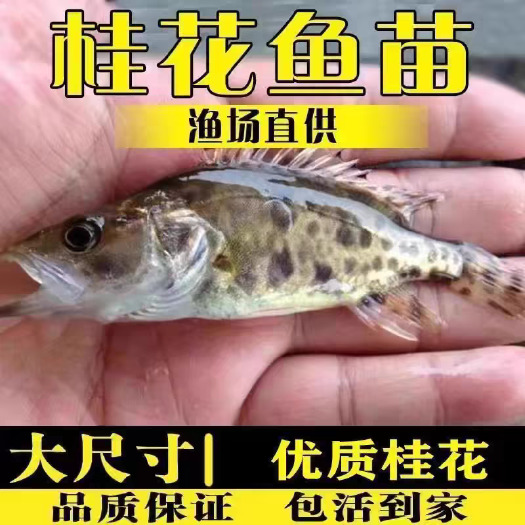 佛山桂鱼苗翘嘴鳜鱼苗 桂花鱼苗 饲料鳜鱼苗 苗场直接供应