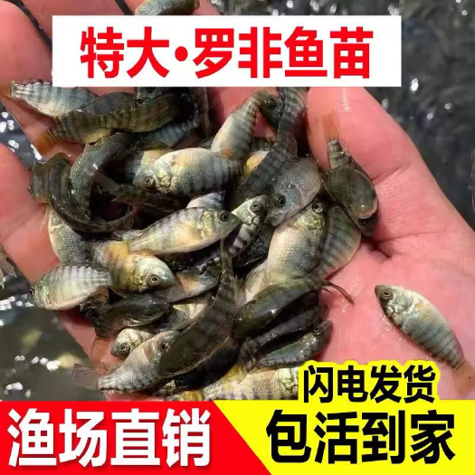 优质罗非鱼苗出售淡水非洲鲫鱼苗供应