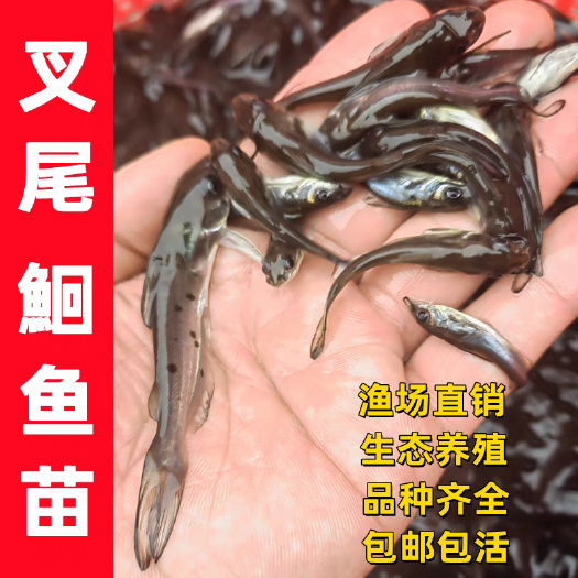 佛山叉尾鮰鱼苗，良种叉尾鱼苗，杂交良种叉尾鱼苗，好养快大