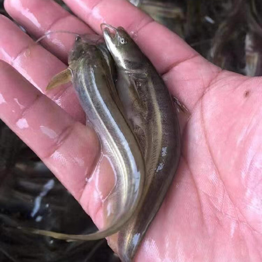 佛山大口鲶鱼苗鲶鱼苗南方大口鲶土鲶鱼苗凶猛路亚量二须鲶鱼鱼塘鱼苗