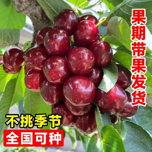 绛县俄八，布鲁克斯，美早樱桃苗  大樱桃苗，现挖现发苗圃直销，